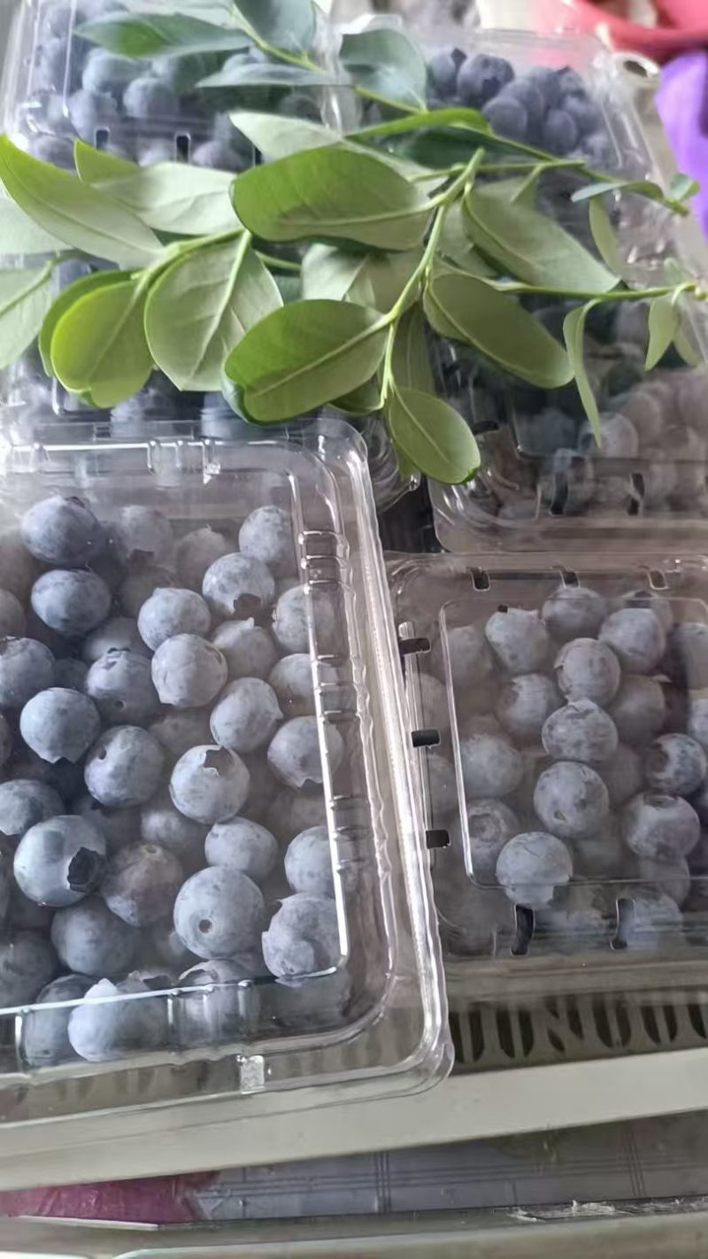 蓝莓品种多规格齐全品质保证大量现货可对接全国欢迎联系