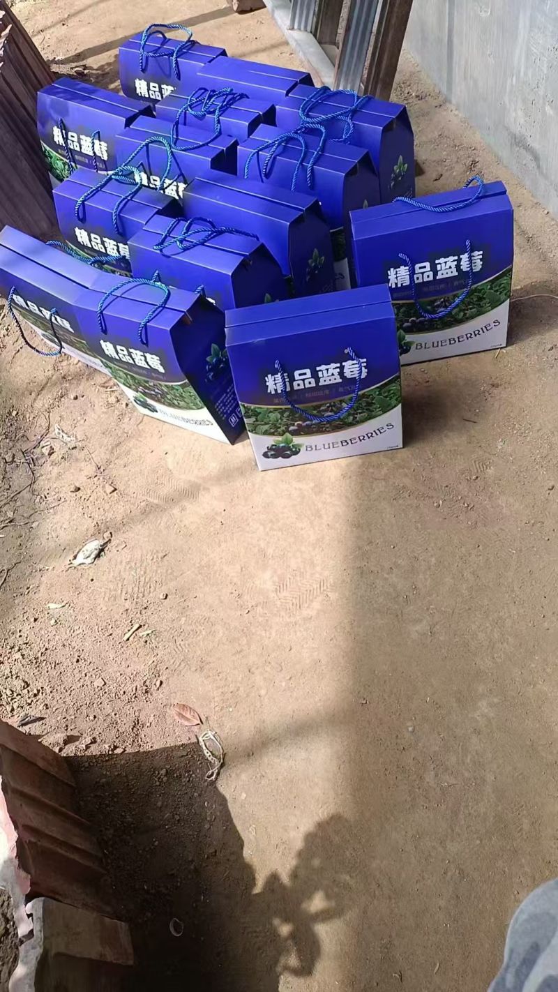 蓝莓品种多规格齐全品质保证大量现货可对接全国欢迎联系