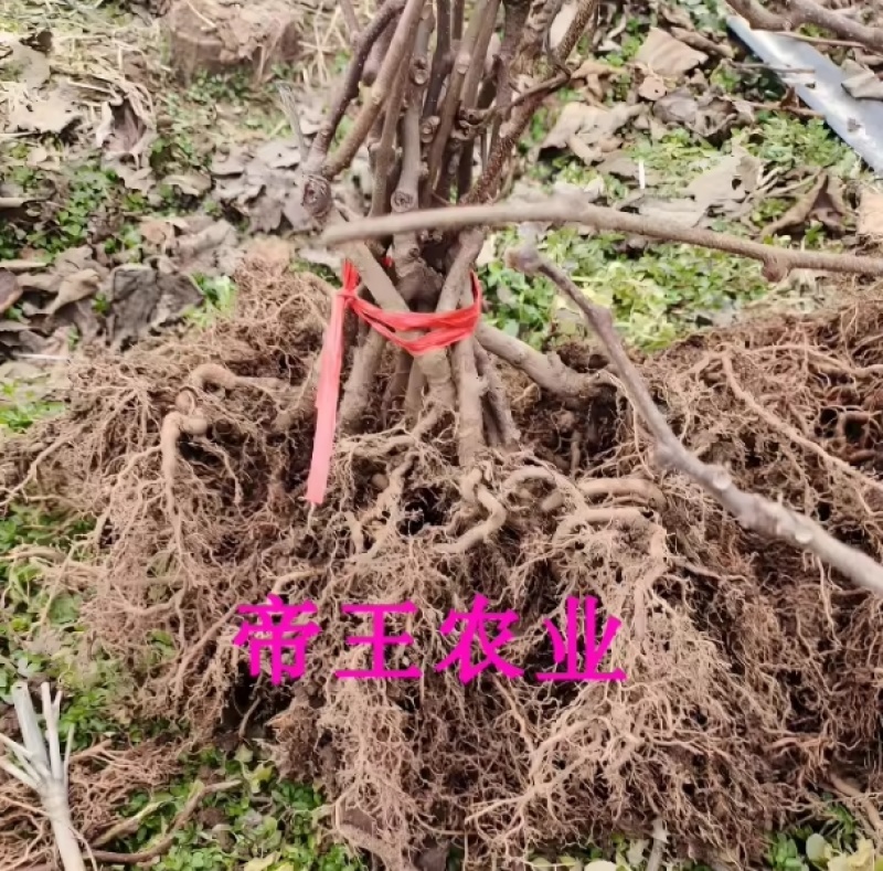 红肉猕猴桃苗新品种红心猕猴桃树苗品种纯正基地直发
