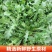 山东野荠菜