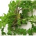 山东野荠菜