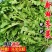 山东野荠菜