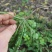 山东野荠菜