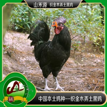木弄黑鸡***原粮喂养保质保量对接全国量大从优
