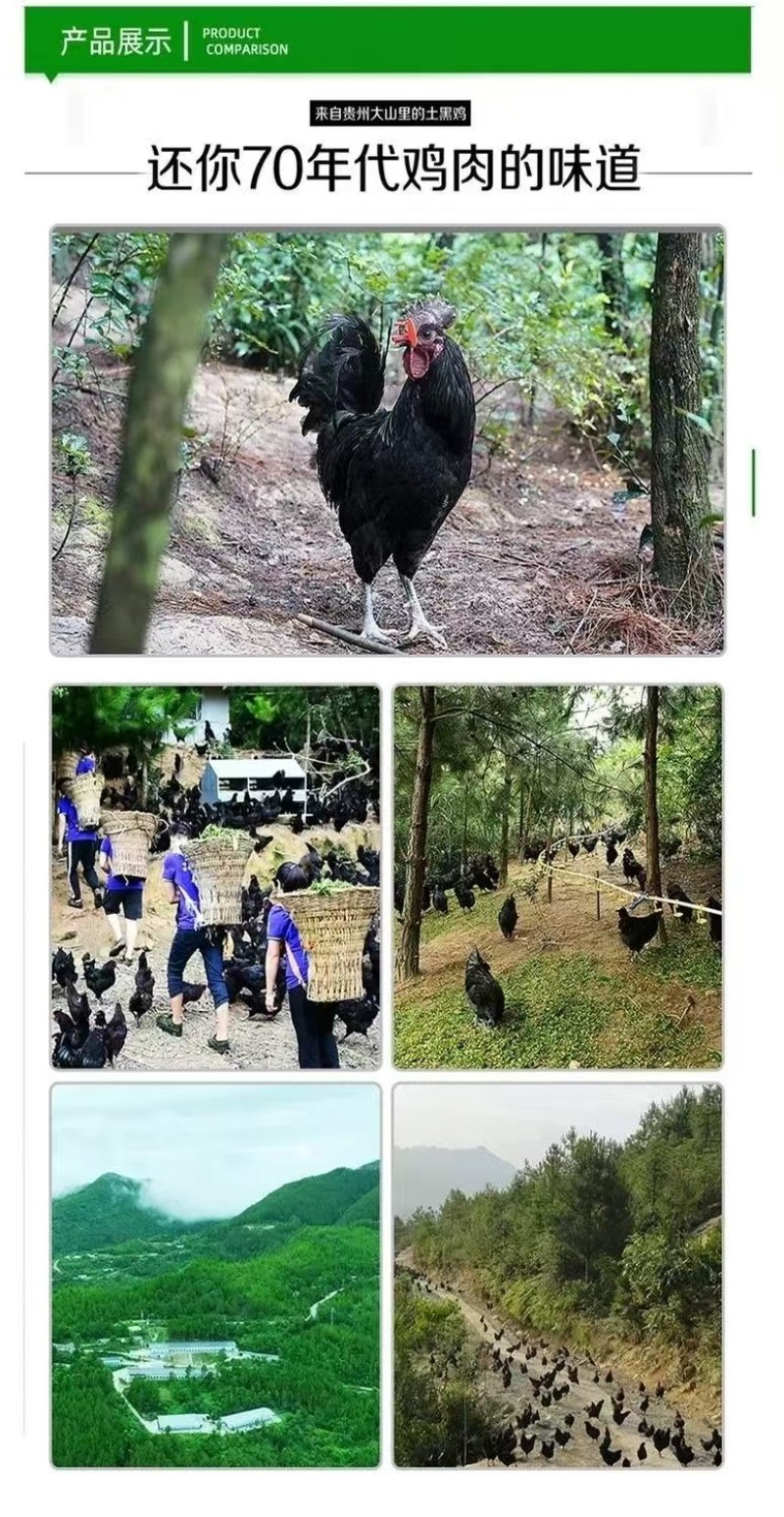 木弄黑鸡***原粮喂养保质保量对接全国量大从优