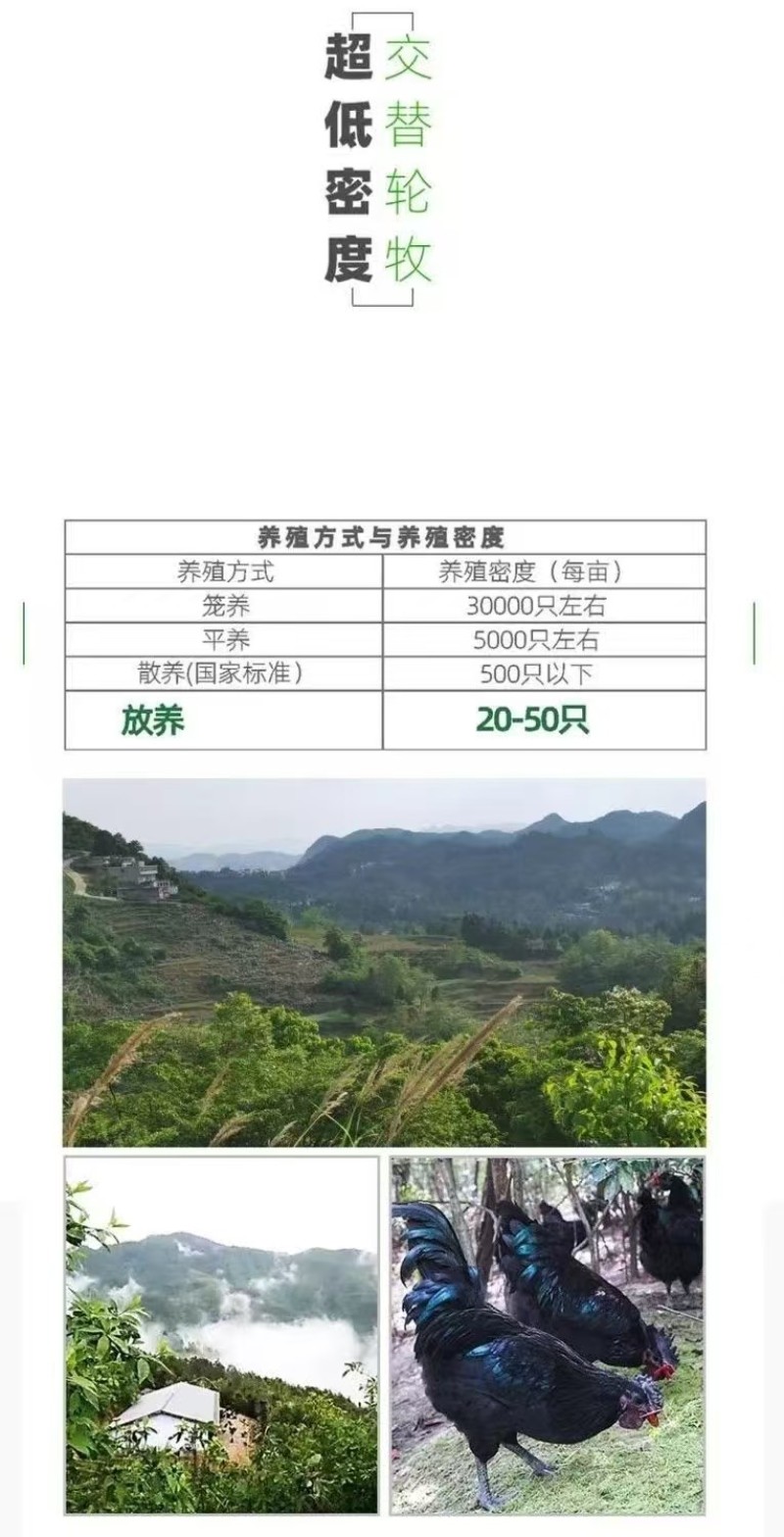 木弄黑鸡***原粮喂养保质保量对接全国量大从优