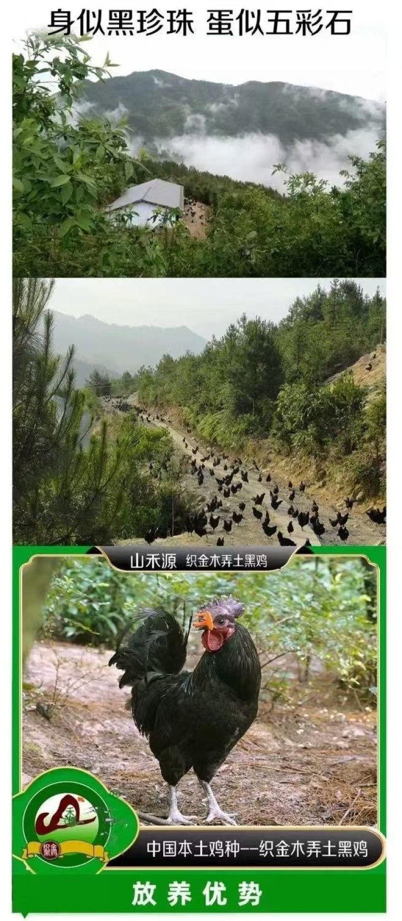 木弄黑鸡***原粮喂养保质保量对接全国量大从优