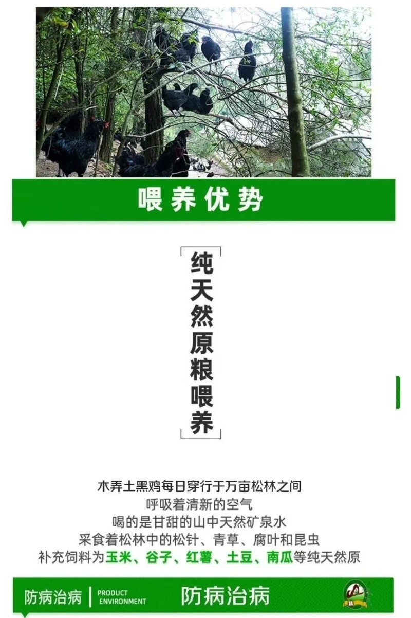 贵州农家散养正宗木弄黑鸡绿壳土鸡蛋包邮可生食正品新鲜
