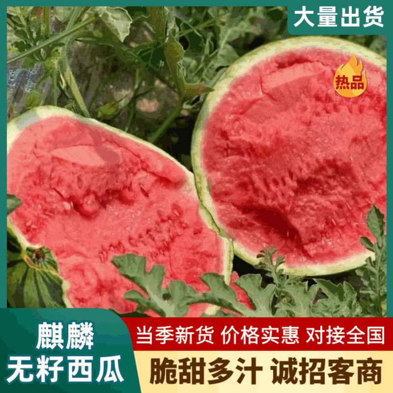 《无籽美都》便宜麒麟西瓜，供应电商，市场，商超，团购