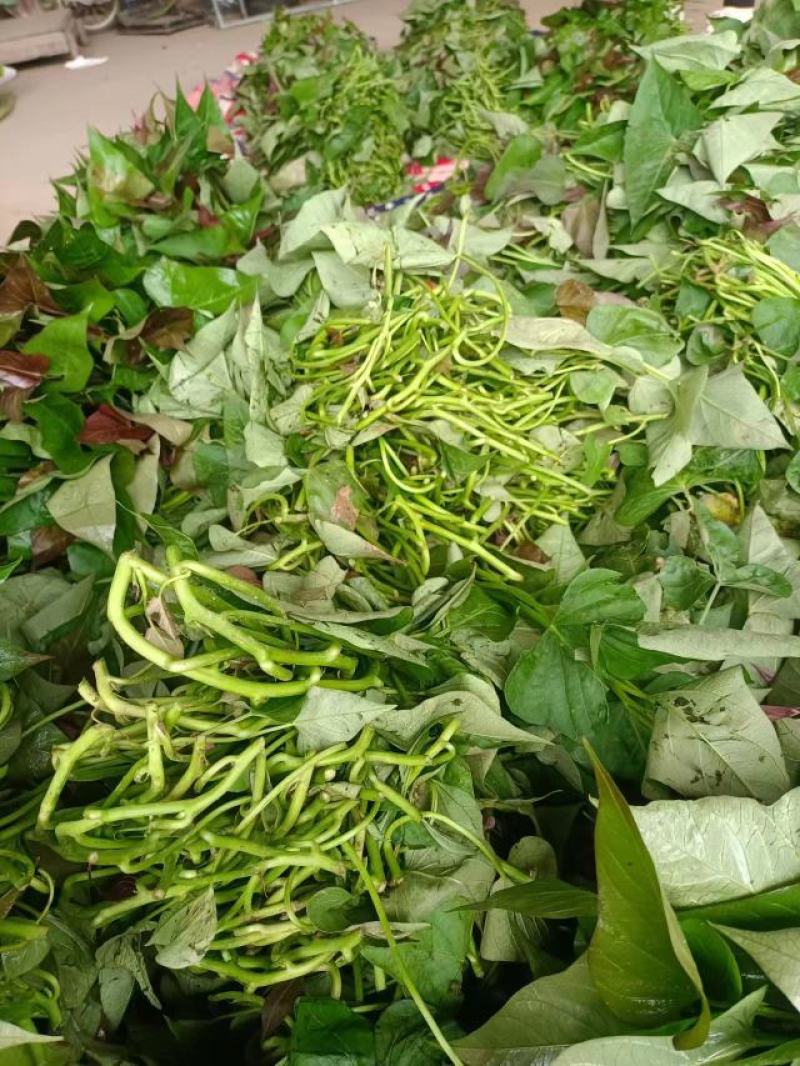 脱毒商薯苗19红薯苗，自家大规模种植一手货源可视频看货