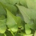 商薯19红薯苗，床苗西瓜红红薯苗，大田西瓜红红薯苗，龙9