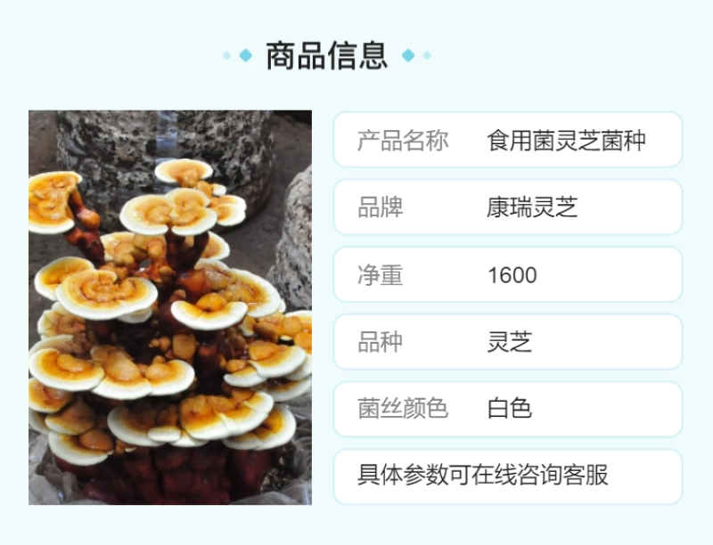 【牛商优选】山东冠县灵芝基地批发灵芝盆景灵芝盆栽