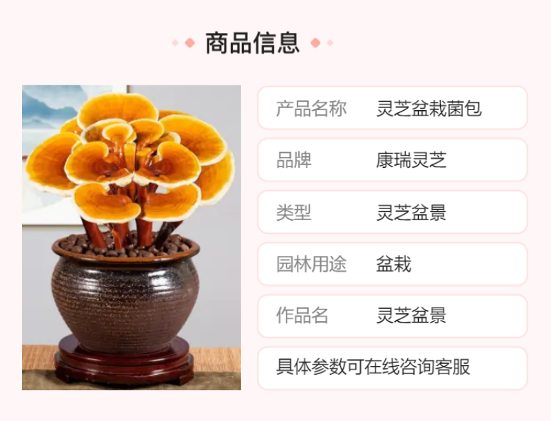 【牛商优选】山东冠县灵芝基地批发灵芝盆景灵芝盆栽