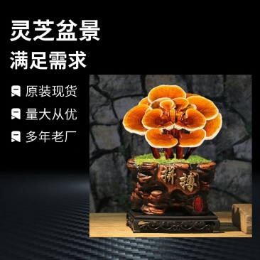 【牛商优选】山东冠县灵芝基地批发灵芝盆景灵芝盆栽