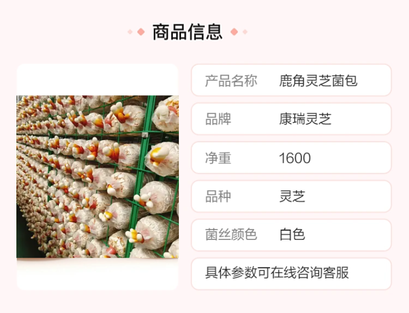【牛商优选】批发鹿茸菌灵芝菌种鹿角灵芝菌包