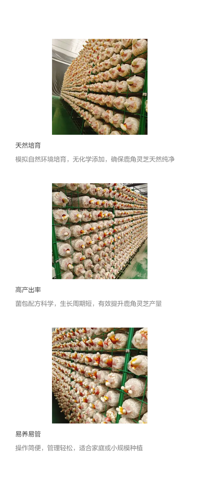 【牛商优选】批发鹿茸菌灵芝菌种鹿角灵芝菌包
