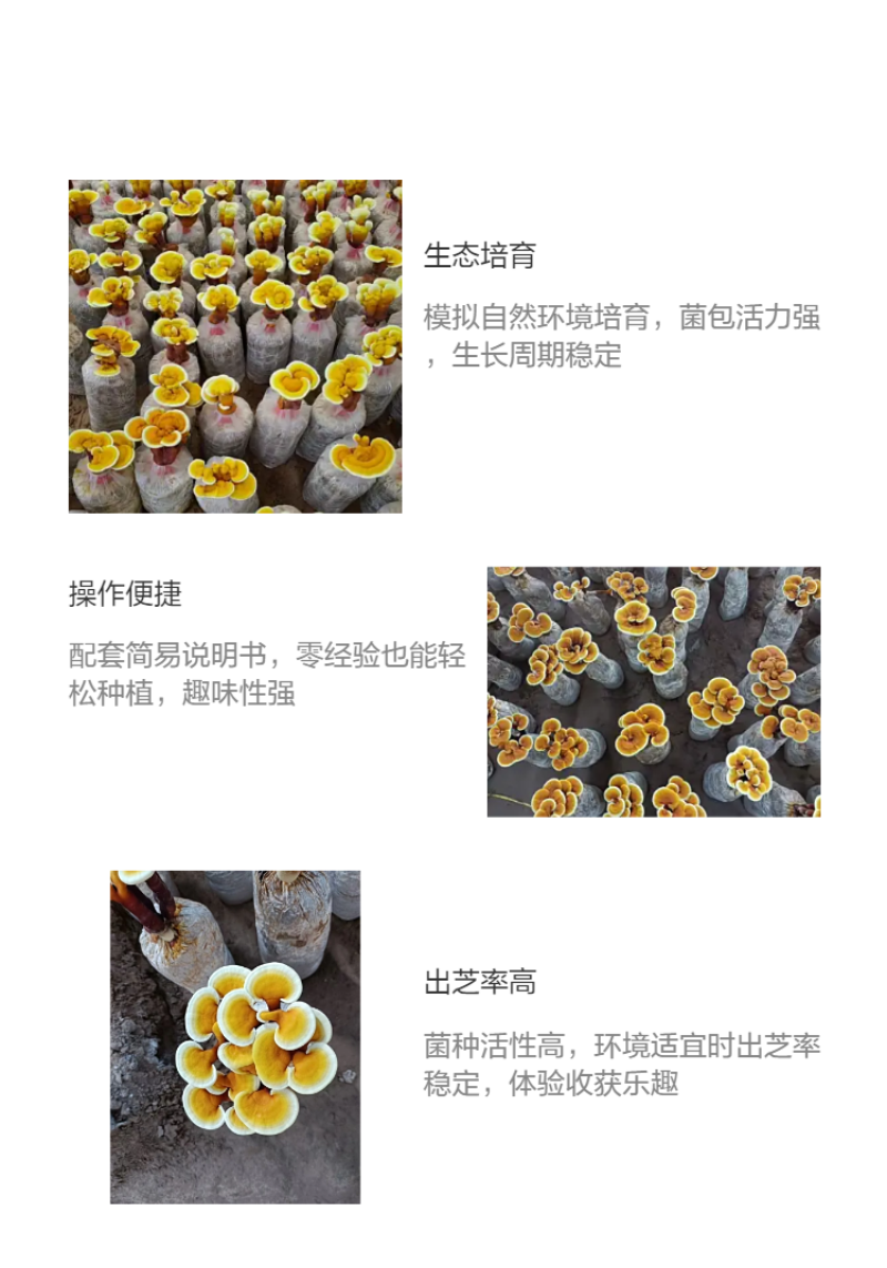 【牛商优选】批发鹿茸菌灵芝菌种鹿角灵芝菌包