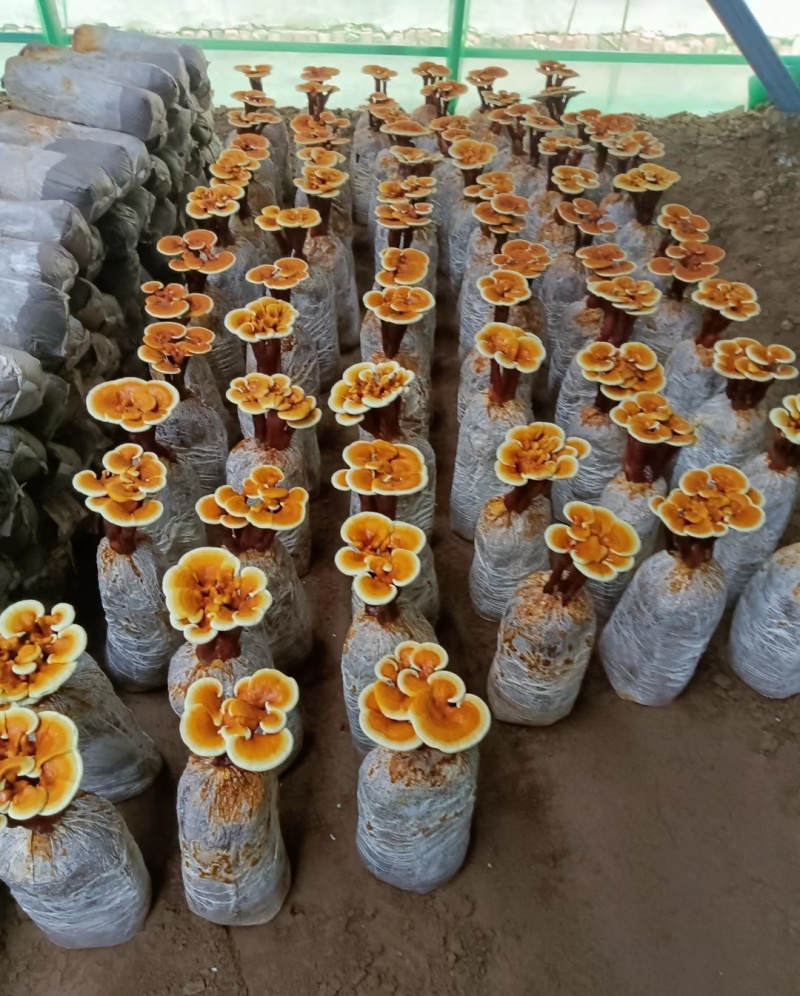 【牛商优选】批发鹿茸菌灵芝菌种鹿角灵芝菌包