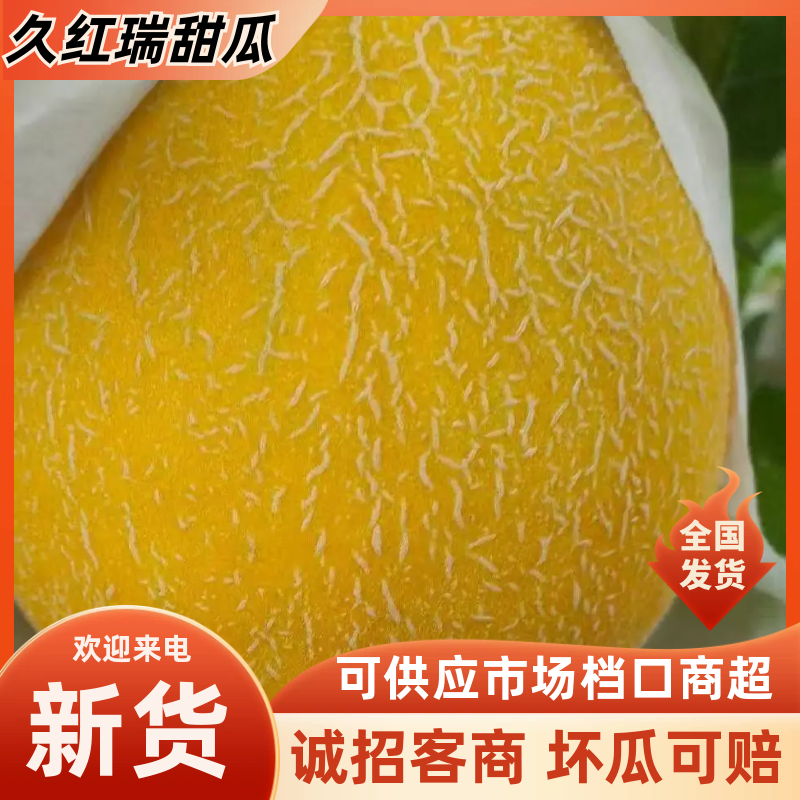 【精品】河北精品久红瑞甜瓜口感香甜现摘现发