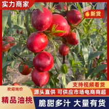 山东聊城冠县中油5号大量上市需要的通过一亩田联系吧