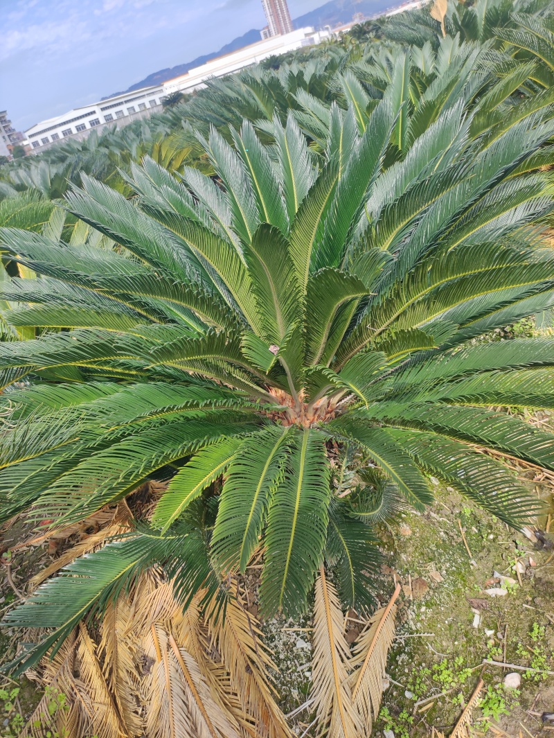 铁树70-80公分