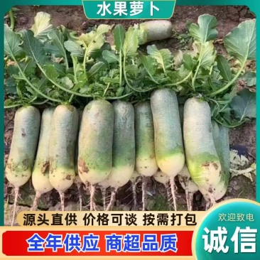 潍坊产地，冰激凌萝卜、冰糖心萝卜、紫美人萝卜、产地货源充