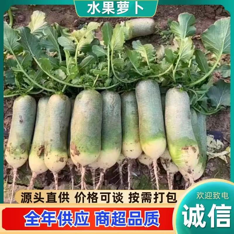 潍坊产地，冰激凌萝卜、冰糖心萝卜、紫美人萝卜、产地货源充