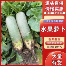 山东萝卜水果萝卜大量供应对接各大市场电商商超