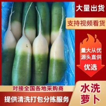 【萝卜】山东水果萝卜产地直发对接全国市场欢迎咨询