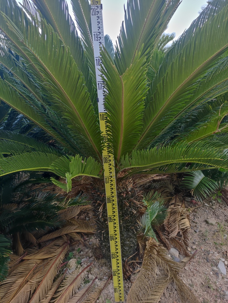 60-70公分铁树，物美价廉有需要随时联系哟！