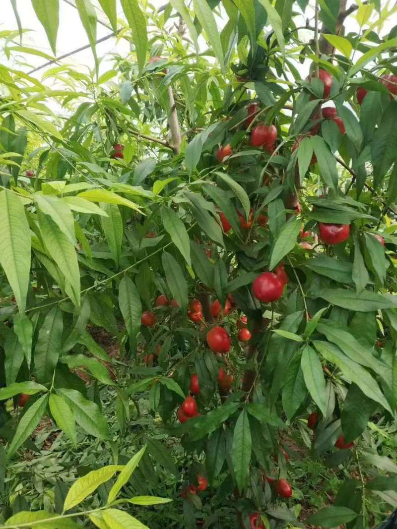 中油四号油桃果形端正熟度刚好耐运输储存甜度高承接电商