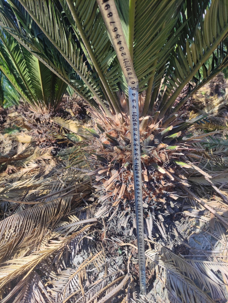 缀化铁树，40-50公分铁树，基地直销，物美价廉！