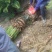 缀化铁树，40-50公分铁树，基地直销，物美价廉！