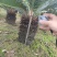 缀化铁树，40-50公分铁树，基地直销，物美价廉！