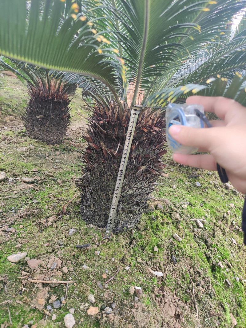 缀化铁树，40-50公分铁树，基地直销，物美价廉！