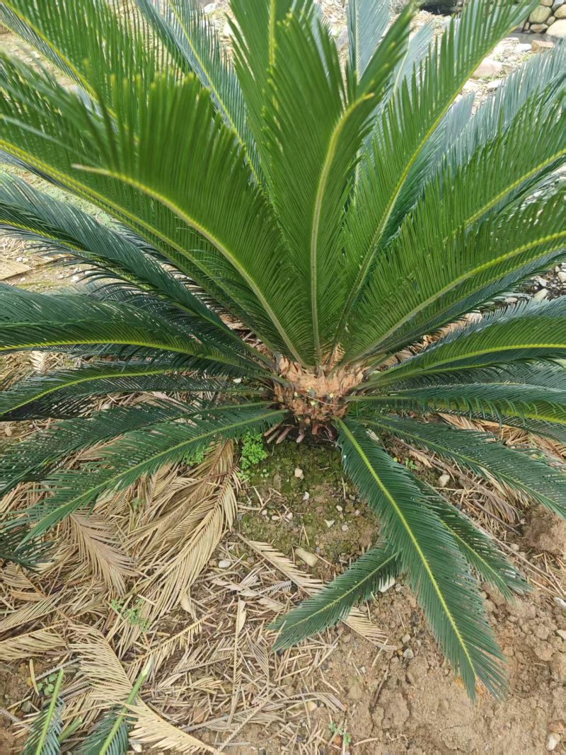 30-40公分的铁树，基地直销，物美价廉。