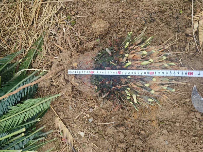 30-40公分的铁树，基地直销，物美价廉。