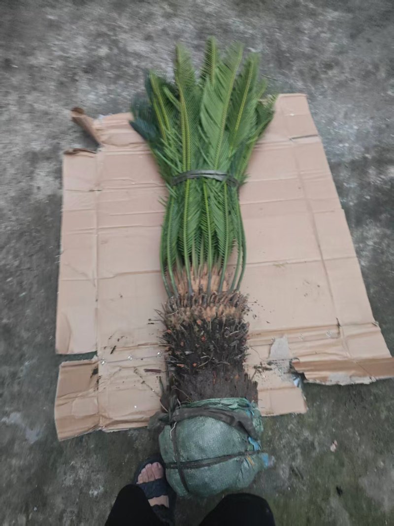 30-40公分的铁树，基地直销，物美价廉。