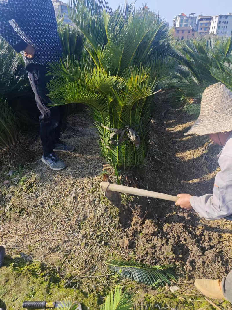 30-40公分的铁树，基地直销，物美价廉。