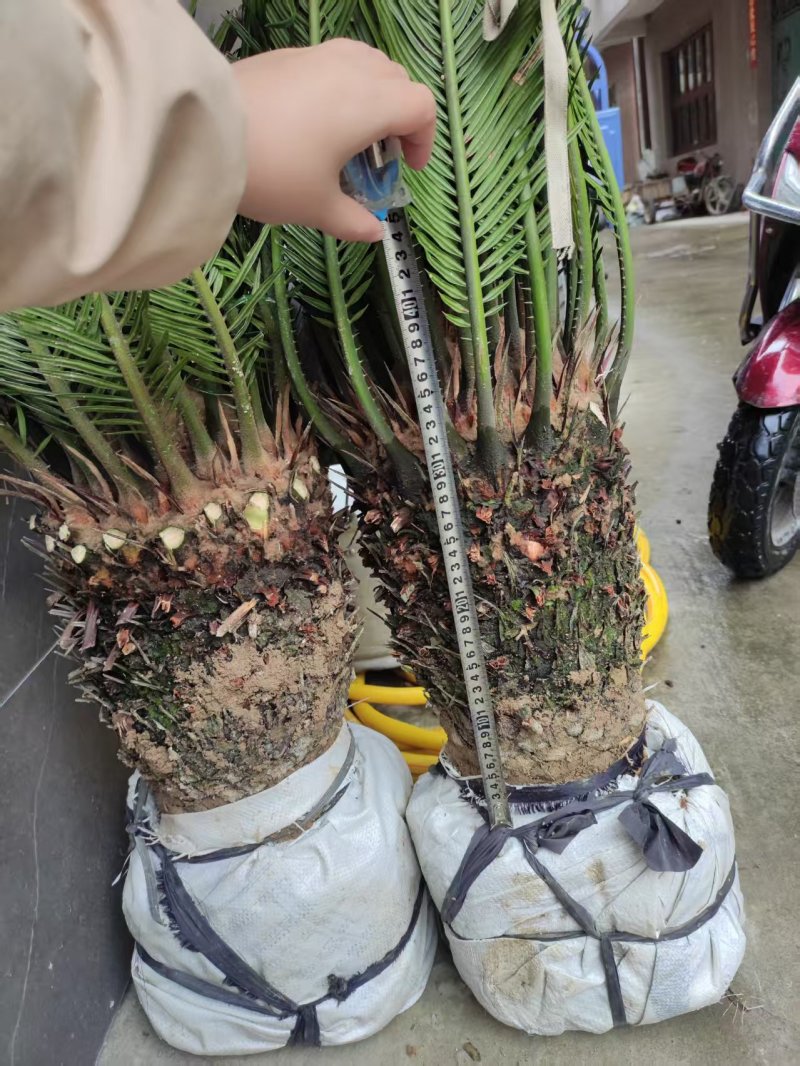 30-40公分的铁树，基地直销，物美价廉。