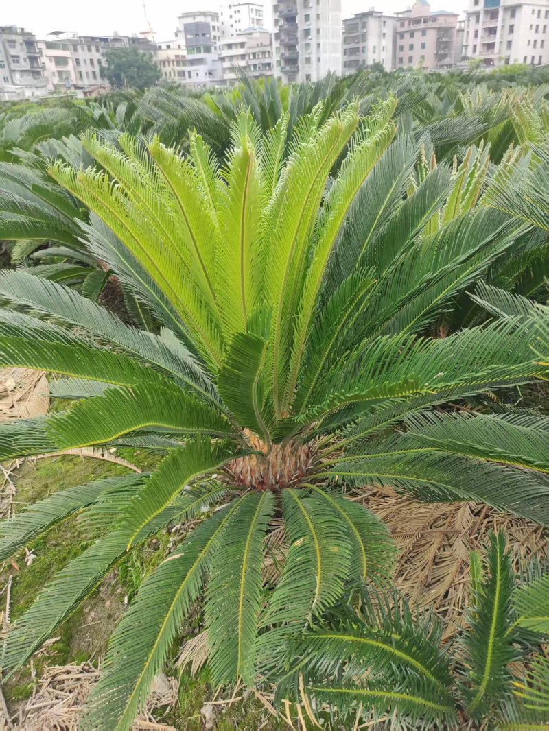 30-40公分的铁树，基地直销，物美价廉。