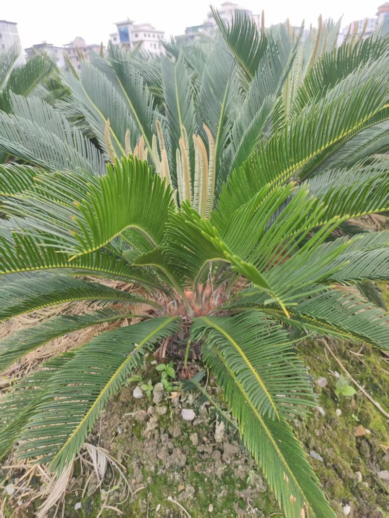 30-40公分的铁树，基地直销，物美价廉。