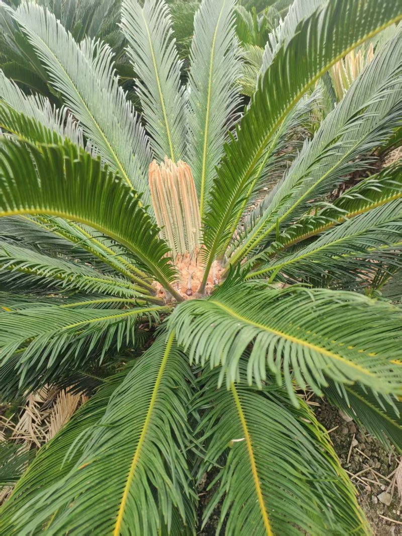 30-40公分的铁树，基地直销，物美价廉。