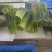 广西昭平县韭菜苔产地直供大量有货质量保证一手货源价格合理