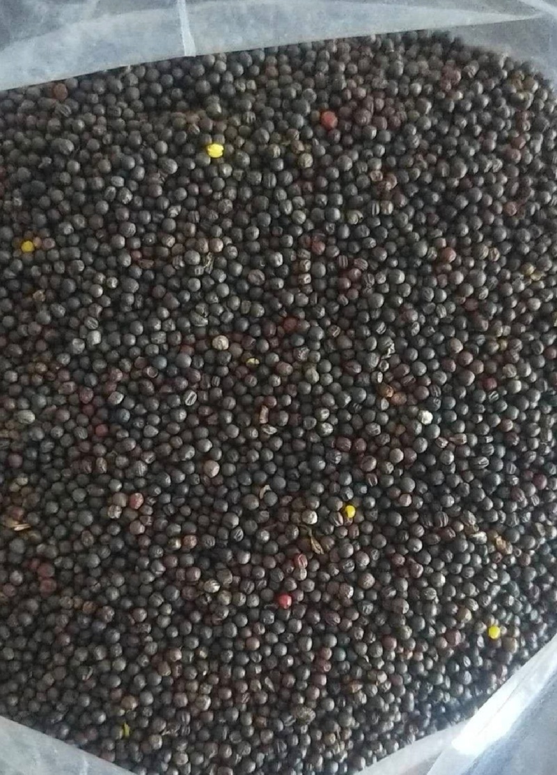 江西九江本地油菜籽新鲜精品现榨油菜籽