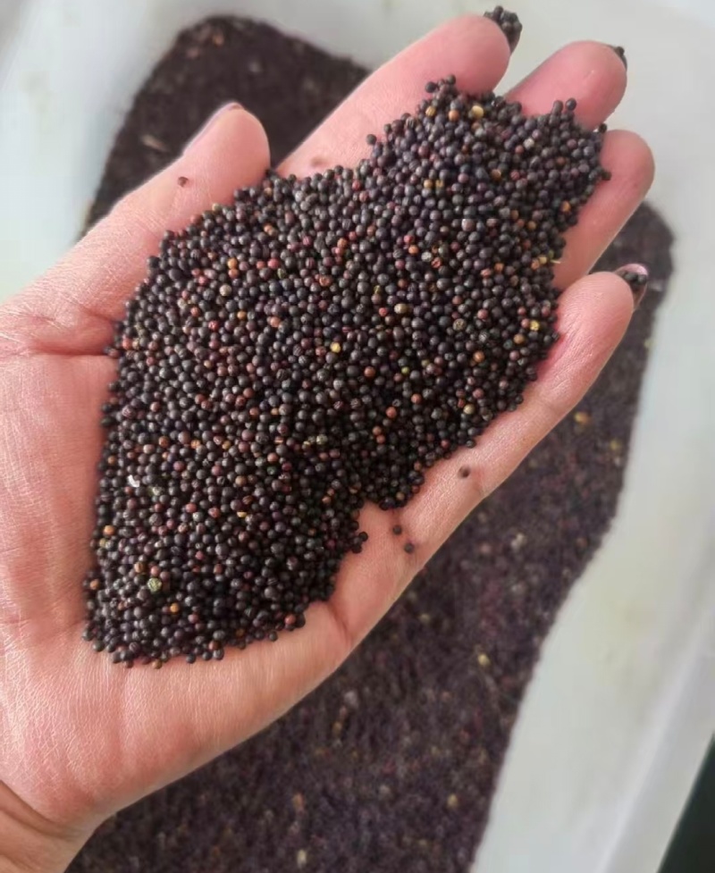 江西九江本地油菜籽新鲜精品现榨油菜籽