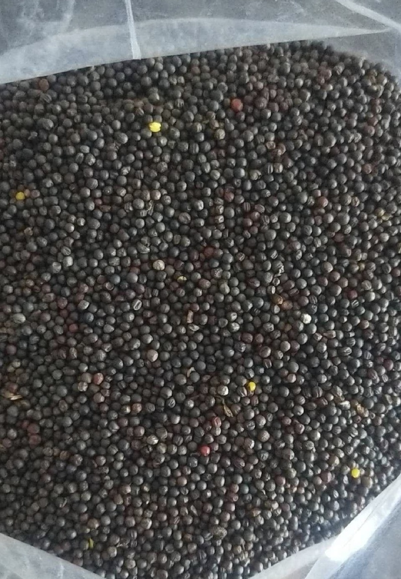 江西九江本地油菜籽新鲜精品现榨油菜籽