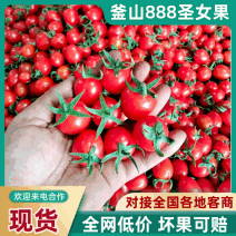 滑县产地直供圣女果对接各大市场，电商，商超欢迎咨询