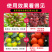 二氢茉莉酸丙脂叶面肥转色促熟降酸增甜葡萄冬枣番茄叶面肥