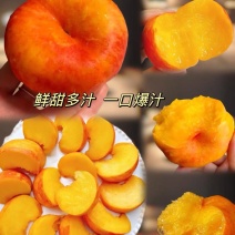 陕西精品黄油蟠桃毛蟠桃品种齐全欢迎来基地考察订购
